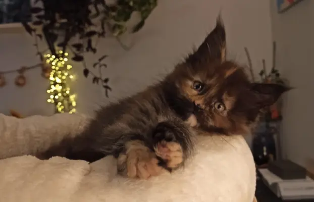 Kotka Aria szuka swojego domku 3