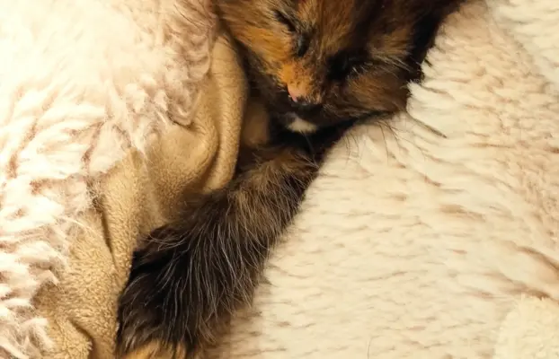 Kotka Aria szuka swojego domku 5