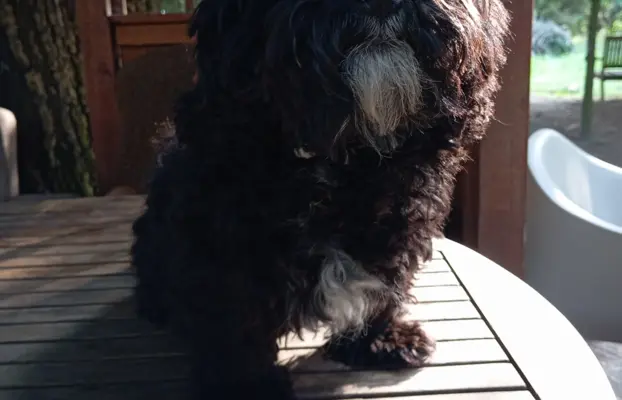 Rosyjska Bolonka Kolorowa piesek o imieniu Gibson 2