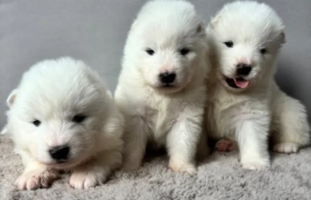 Szczeniaki Samoyed Epic Smile FCI 4