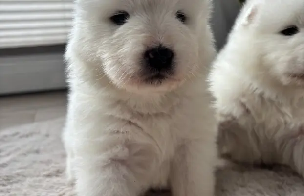 Szczeniaki Samoyed Epic Smile FCI 3