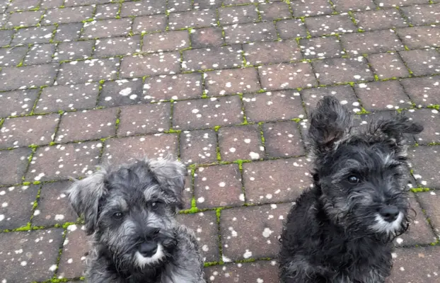 Sznaucer Miniaturowy 1