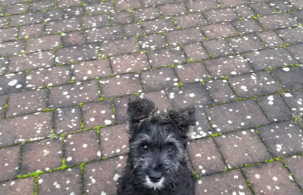 Sznaucer Miniaturowy 2