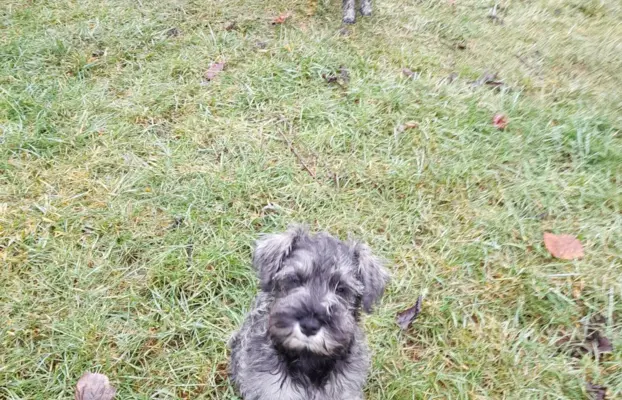 Sznaucer Miniaturowy 3