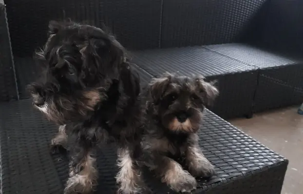 Sznaucer Miniaturowy 4