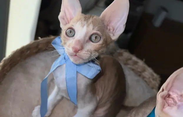 Luxusowe koty Cornish rex RUDY chłopczyk - wykatkowe oczy 1 2