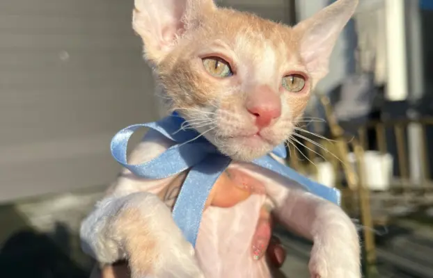Luxusowe koty Cornish rex RUDY chłopczyk - wykatkowe oczy 1 3