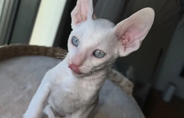 Cornish rex cudowny boy wyjątkowe oczy 5