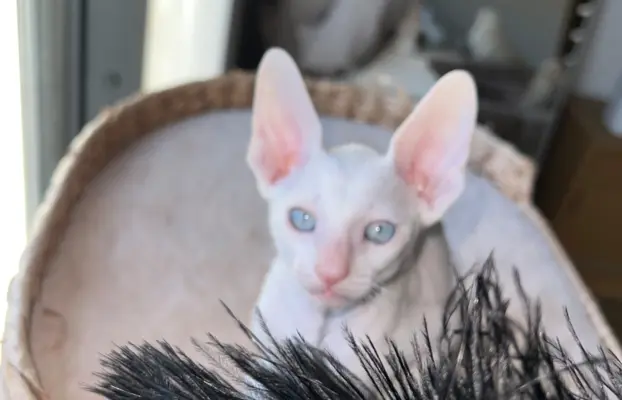 Cornish rex cudowny boy wyjątkowe oczy 6