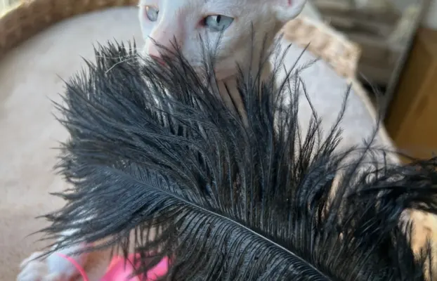 Cornish rex cudowny boy wyjątkowe oczy 4