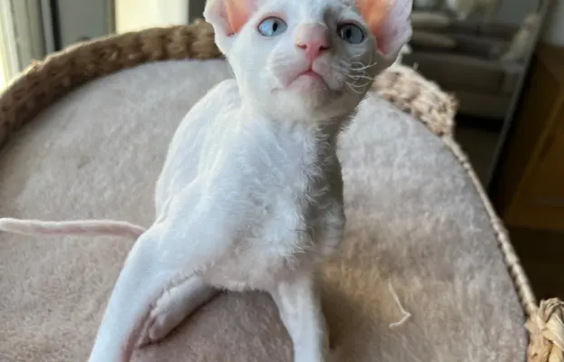 Cornish rex cudowny boy wyjątkowe oczy 7