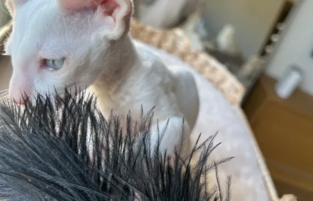 Cornish rex cudowny boy wyjątkowe oczy 8