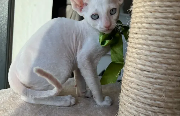 Cornish rex kocurek maleństwo  cudowne 2