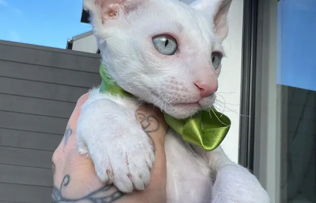 Cornish rex kocurek maleństwo  cudowne 3