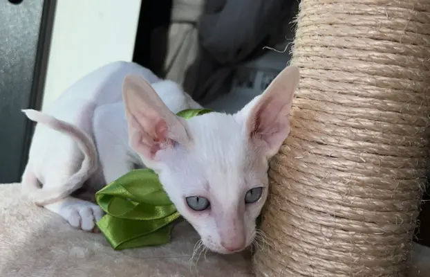 Cornish rex kocurek maleństwo  cudowne 4