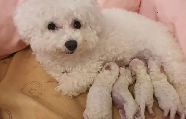 Szczenięta Bichon Frise 1