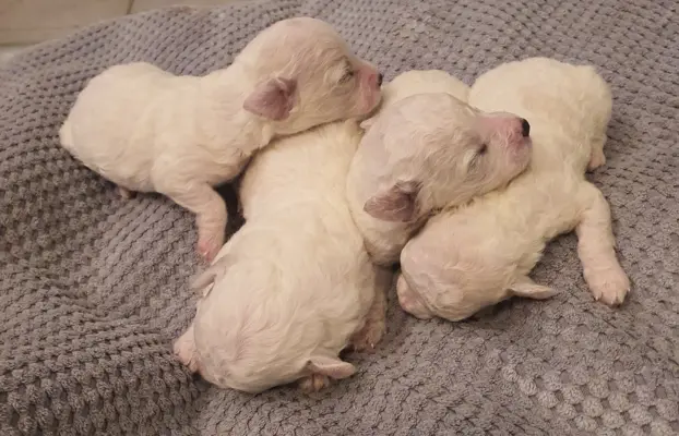 Szczenięta Bichon Frise 3