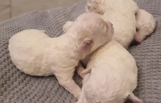 Szczenięta Bichon Frise 4