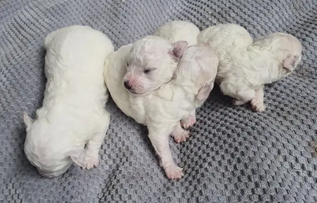 Szczenięta Bichon Frise 6