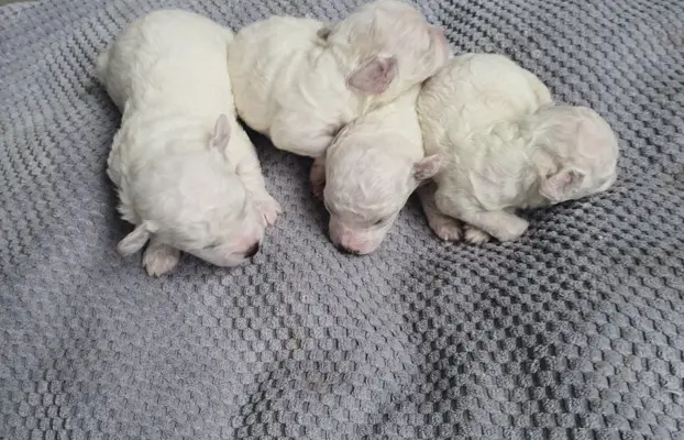 Szczenięta Bichon Frise 7