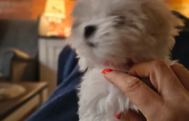 Maltanczyk szukają domu 5