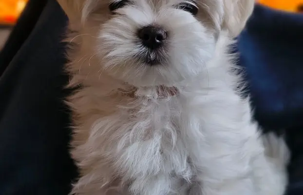 Maltanczyk szukają domu 6