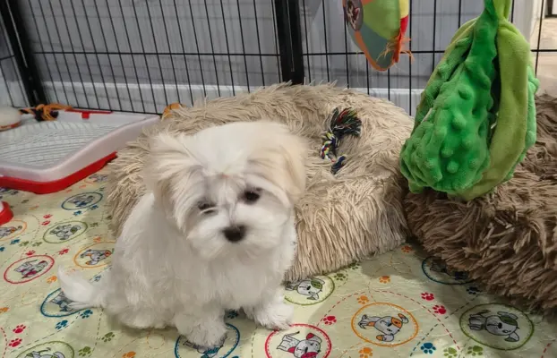 Maltanczyk szukają domu 7