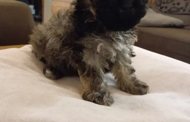 Oferuję do sprzedaży Sunię rasy Rosyjska Bolonka Kolorowa 2