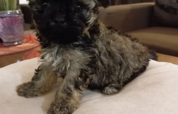 Oferuję do sprzedaży Sunię rasy Rosyjska Bolonka Kolorowa 4