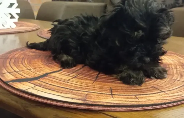 Oferuję do sprzedaży Sunię rasy Rosyjska Bolonka Kolorowa 1