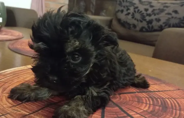 Oferuję do sprzedaży Sunię rasy Rosyjska Bolonka Kolorowa 2