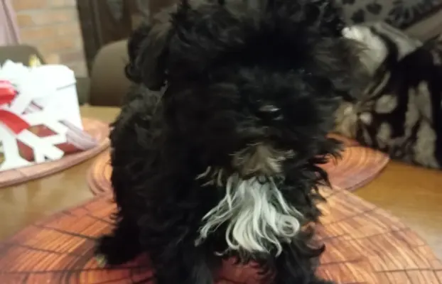 Sprzedam pieska rasy Rosyjska Bolonka Kolorowa o im. Karat 4