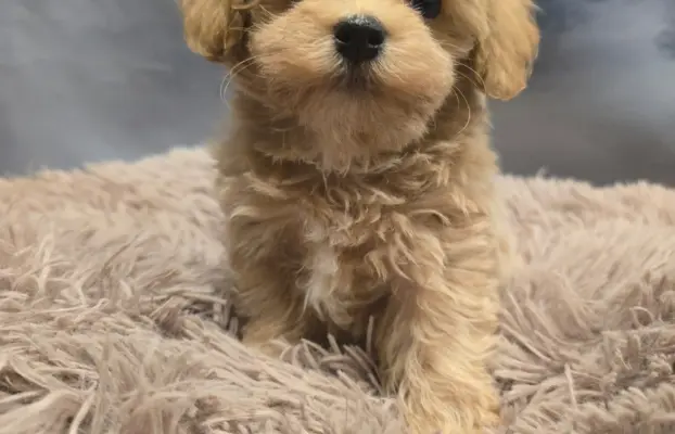 Maltipoo mini sunia xs 1