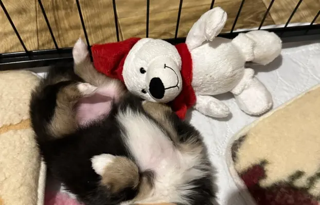 Owczarek szetlandzki ZKwP FCI suczka tricolor 7