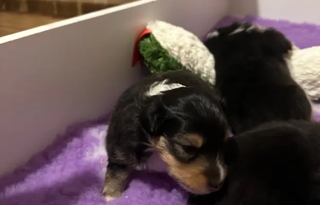 Owczarek szetlandzki ZKwP FCI suczka tricolor 8