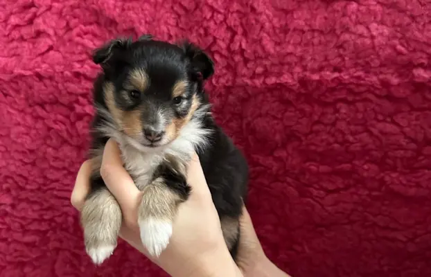 Owczarek szetlandzki ZKwP FCI suczka tricolor 6