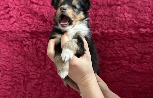 Owczarek szetlandzki ZKwP FCI suczka tricolor 5