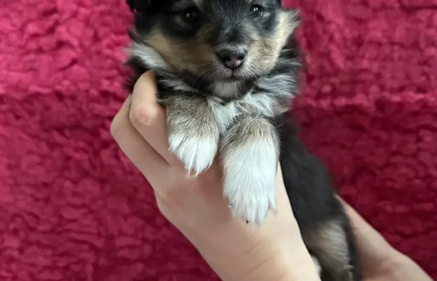 Owczarek szetlandzki ZKwP FCI suczka tricolor 4