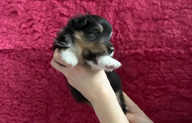 Owczarek szetlandzki ZKwP FCI suczka tricolor 2