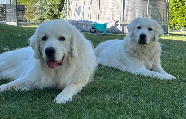 Polski owczarek Podhalański szczeniak Zkwp woj Łódzkie REZER 10