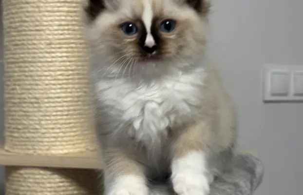 Kocięta Ragdoll - rodowód FPL, kastracja w hodowli 1