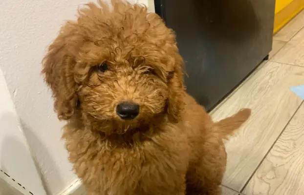 Pudel miniaturowy red 6