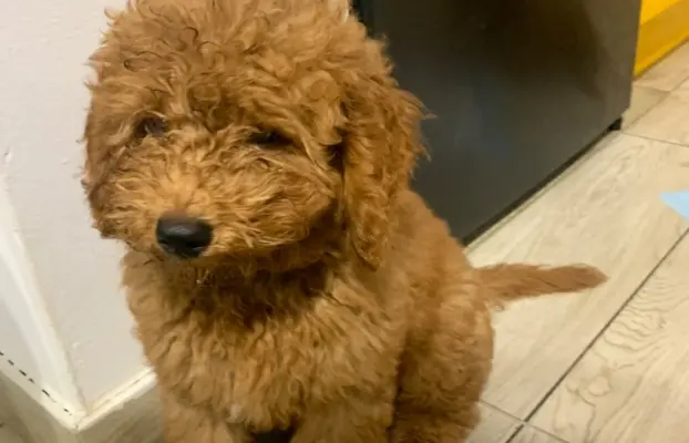 Pudel miniaturowy red 7