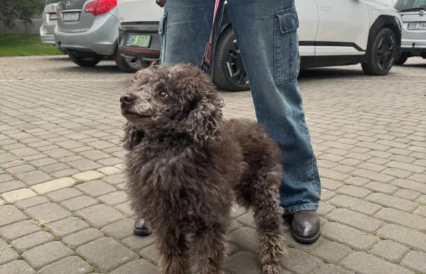 Pudel miniaturowy - śliczny czekoladowy chłopiec 6