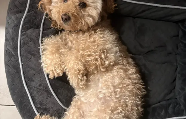 Pudel miniaturowy - śliczny czekoladowy chłopiec 5