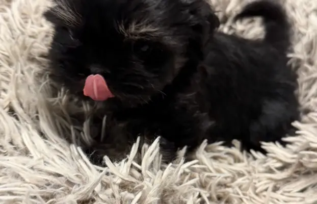 Sunia rasy shih tzu 1