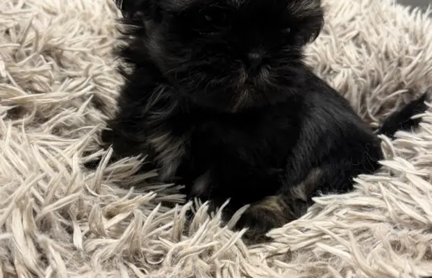 Sunia rasy shih tzu 2