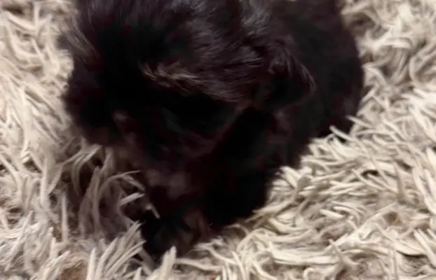 Sunia rasy shih tzu 3