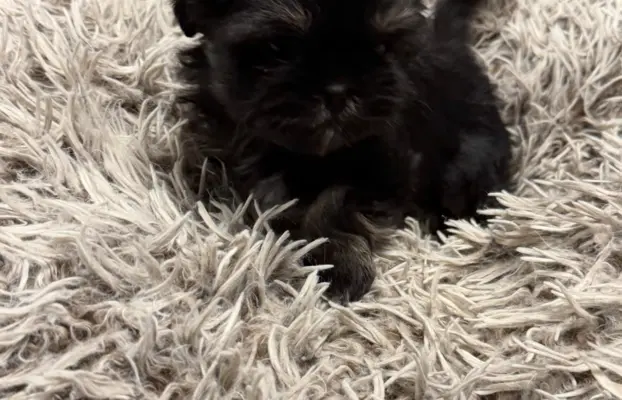 Sunia rasy shih tzu 4