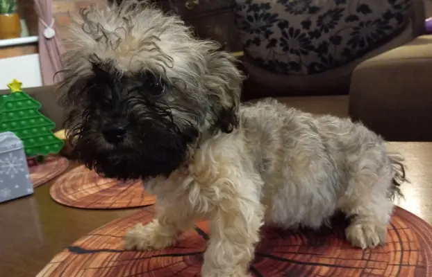 Oferuję do sprzedaży Sunię rasy Rosyjska Bolonka Kolorowa 7